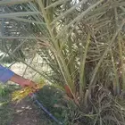 موجود فسائل بياض نجران للبيع وقدهي مثمر البعض منها