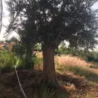 اشجار زبتون معمر مقزم وطويل للبيع