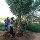 نخل للبيع نخيل مثمر نقايل جثايث خلاص سكري صقعي برحي شيشي سلج