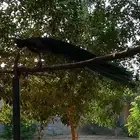 جوز طاووس منتج
