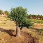 يوجد لدينا انوع الشجر والزيتون والنخيل عربي وشنطني والبرتقال