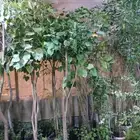مشتل الزراعه والصيانه وانواع التي ل والنخيل والاشجار تنسيق ح