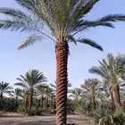 نخيل مقاول نخيل