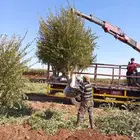 اشجار زيتون