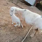 نعجه منتجه محايل عسير