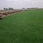 ثيل سي 2000 صافي وطبيعي جراده قولي مزرعه الخرج