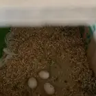 زوج كروان هذا سابع انتاج له