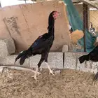 دجاجه سندي