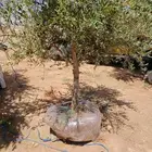 نخيل وشنطنيا واشجار زيتون وسدر للبيع