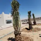 الرياض المزحميه شقر الدوادمي ساجر