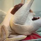 ديك رومي ذبح طازج