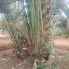 نخيل جوده عاليه