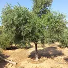 نخل زيتون ليمون