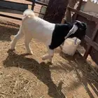 تيوس عوارض جبره