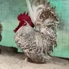 جوز جبانيز خوارج مستوا فاخر جدا