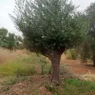 اشجار زيتون معمر
