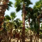 توريد نخيل واشنطني وعربي واشجار ازينه
