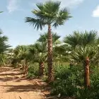 نخيل وشنطوني جميع المقسات درجه اولا ابو مروحه