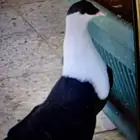 مطلوب وعاجل زي كذا