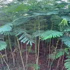 مشاتل طريق الجبيل تنسيق حدائق