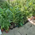 زراعه الورد الطبيعى وقص الاشجار وترتيب الأشجار