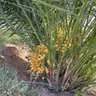 فسائل وجثايث خلاص وسكري