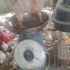 دجاج لاحم اوزان عالية تبدا من 1200 الى 1800 ( تم البيع)