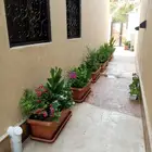 مشتل اليسر لتنسيق الحدائق وزراعه جميع انواع نخيل وأشجار