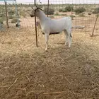 للبيع فحل بيشي اكحل فاخر