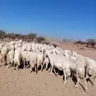 غنم نضيف مراح واحد حرش العدد 92غنم سرحه ورعي