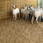 جفار بيشيه فاخره كحل