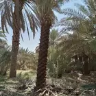 نخيل عربي فسايل ونقايل ونخل واشنطني