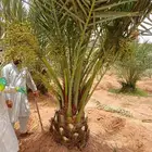 نخل مثمر نخيل نقايل جثايث نخل واشنطني اخلاص سكري برحي صقعي ش