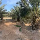نخل للبيع مع التوصيل مجاني