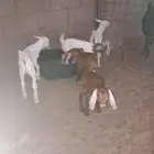 دواغير