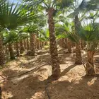 نخيل واشنطني
