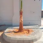 جميع انواع النخل المثمر والزينه جميع انواع مقاسات المختلفه