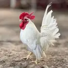 ديك جبانيز تايلندي فاخر