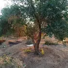 نحن نقوم بتركيب شبوك شبك مزارع. شبك كسارت شبك استراحات شبك