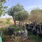 زيت زيتون معمرة