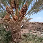 نخل برني العلا روثانه متر ونص نخيل مثمر