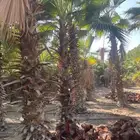 نخيل واشنطونيا   جميع انواع النخيل   تكريب   نظافة   قص سعف