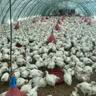 انا مشرف ومربي دواجن وليه خبره عاليه في هذا المجال