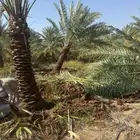 نخل للبيع جثايث للبيع نقايل للبيع فروخ للبيع