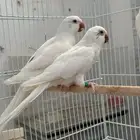 اناثي كويكر البينو