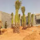 نخل للبيع نخيل مثمر نقايل فسايل خلاص صقعي سكري شيشي برحي غر