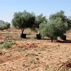 زيتون مثمر للبيع