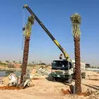 نخل واشنطني نخل اخلاص سكري صقعي هلالي عسيله ونانه دخيني سلج