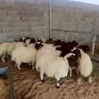 رخال جذعات نعيم ذبح ولا مقنوي العدد 19