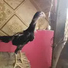 شامو الماني
